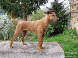 Image result for irský teriér