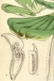 Image result for Pistia