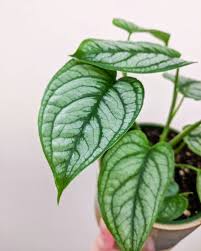 Monstera Siltepecana Plants Ornamental Plants Monstera