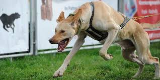 Vielleicht ähnelt der samojede zu sehr dem biederen. Schlittenhunde Der Hound Vdsv