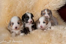 Come see our australian shepherd puppies & other puppies for sale today. Toy Teacup And Miniature Australian Shepherds
