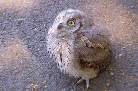 Maybe you would like to learn more about one of these? Andria Federiciani Recuperano Un Pulcino Di Civetta