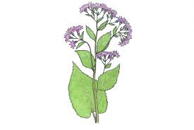 Image result for Asterochaete