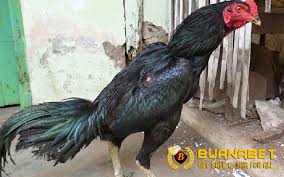 Nama ayam menurut primbon jawa. Kelebihan Dan Kekurangan Ayam Bangkok Kumbang Hitam By Stefanny Chandra Medium