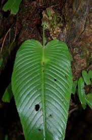 Image result for Streptocarpus umtaliensis