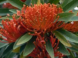 Http Lepidoptera Butterflyhouse Com Au Plants Prot Alloxylon Flammeum Jpg Australian Flowers Australian Native Flowers Australian Plants