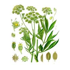 Image result for foto moud Forsterův