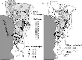 Image result for Aneilema spekei