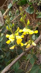 Image result for Vigna luteola