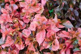 Image result for Acalypha paucifolia