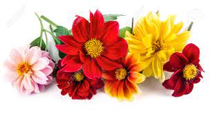 Maybe you would like to learn more about one of these? Bunch Bright Red And Yellow Flowers With Green Leaf Beautiful Stock Photo Picture And Royalty Free Image Image 71609444