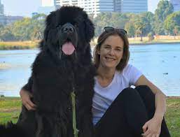 Newfoundland Breed Information Guide Facts And Pictures Bark