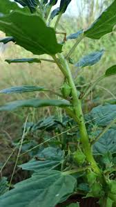 Image result for Pedalium