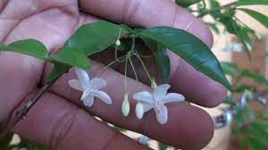 Spesies ini umumnya digunakan sebagai tanaman hias dan bonsai. Mengenal Pohon Anting Putri Sebagai Bahan Bonsai Youtube