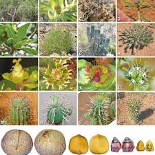 Image result for Euphorbia stenocaulis