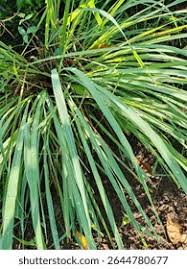 Image result for Cymbopogon nardus