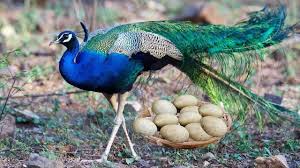 Like a human female, chickens have thousands of potential eggs already inside their body, which are called an ovum. Do Peacocks Lay Eggs Facts Care Lifespan Food