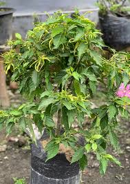 Image result for Cananga