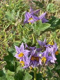 Image result for Solanum tettense