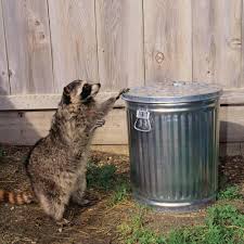 Pest exterminators eliminate bats, bees, bed bugs, mosquitoes. Do It Yourself Pest Control Strategies And Techniques Diy Pest Control Pest Control Pests