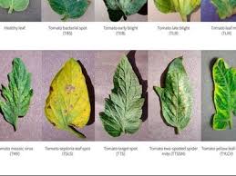 Image result for tomato seedling xanthomonas vesicatoria