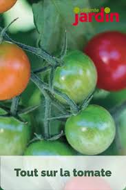 Comment Faire Murir Des Tomates Tomates Raisin Vert Planter Tomates