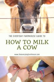 How To Milk A Cow Milk Cow Cow Milk The Cow