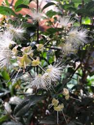 Image result for Syzygium niassense