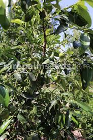 Image result for Englerophytum natalense