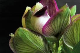 Image result for Polygala filicaulis