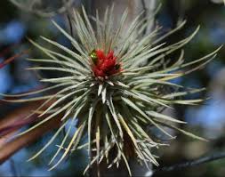 Image result for Bridelia atroviridis