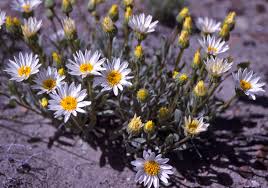 Image result for Xyris asterotricha