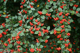 Image result for Cotoneaster