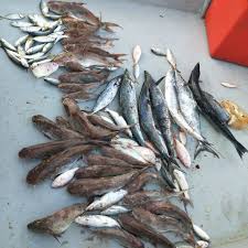 We did not find results for: Otek Onzzzz Trip Unjam Langkawi Jabatan Didik Ikan Facebook