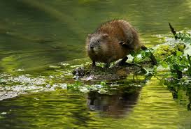 Der name ist eigentlich recht. Biber Bisam Oder Nutria Nabu Aachen