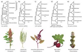 Image result for Amaranthaceae