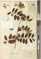 Image result for Grewia micrantha