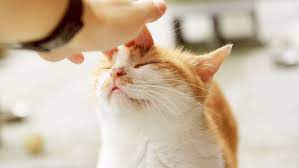 Outdoor cats go into heat far more often from spring to fall, when there are more sunlight hours throughout the day. 6 Ways To Tell If Your Female Cat Is In Heat
