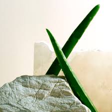 Cacti, on the other hand, are a defined family of plants within the scientific taxonomy and classification of plants. Aloe Vera For Skin The Complete Guide