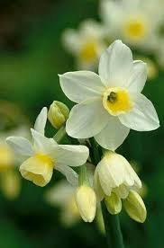 Pin By Mona Moni On Narcisus Narcissus Flower Yellow Flowers Daffodils