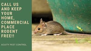 We have number of services as like bed bug control, mosquito control, honey bee control, insect control, rodent control, normal pest control, flies control using organic pest control method. Rodent Pest Control Services Bangalore Acuity Pest Control