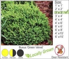 Maybe you would like to learn more about one of these? Evergreen Trees And Shrubs For The Hudson Valley Ny