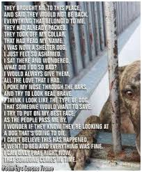 King Leonidas The Popular American Bully Grand Champion Shelter Dogs Dog Poems Animal Rescue