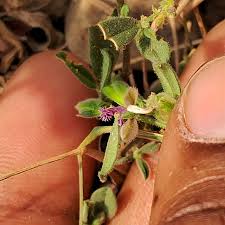 Image result for Polygala erioptera