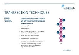 Transfection Techniques Overview And Technical Tips