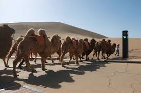 The camel is the ninth episode of season 2 of the nbc television series parks and recreation. N5rnaw Pqsoffm