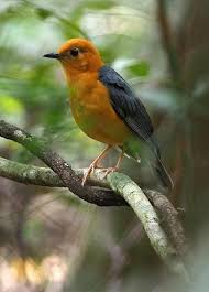 Orange Headed Thrush Geokichla Citrina Zoothera Cinerea Kus