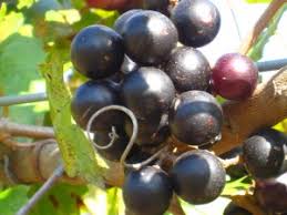 Or, do you have an old grapevine that has grown completely out of control? Muscadine Wine Is Just Fine Alcohol Professor