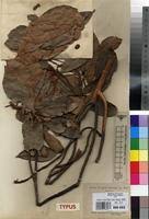 Image result for Synsepalum passargei