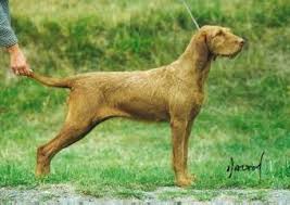 Akc breeder of merit participants demonstrate a commitment to the akc community, dedication to their breed (s), and actively promote the sport of purebred dogs. Hungarian Wirehaired Vizsla